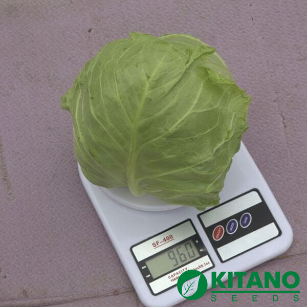 КАНТО (КС 412) F1 / KANTO (KS 412) F1 - семена белокачанной капусты, Kitano Seeds
