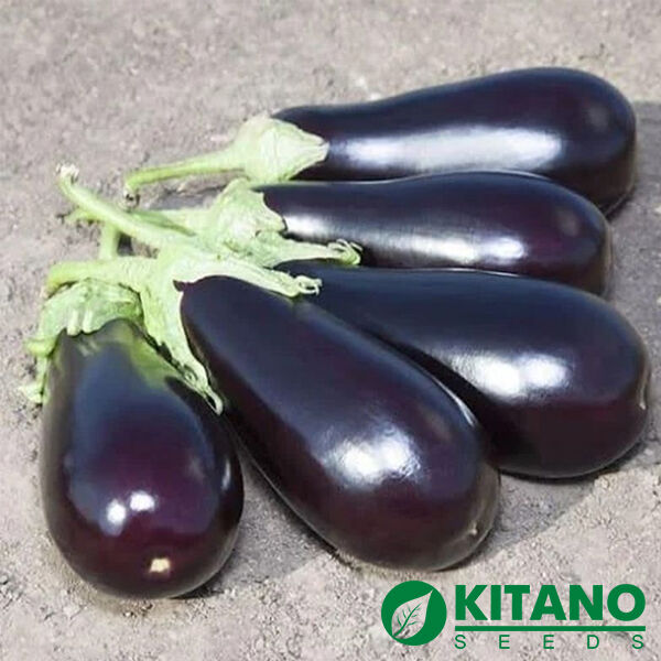 КС 1258 F1 / KS 1258 F1 - насіння баклажана, Kitano Seeds