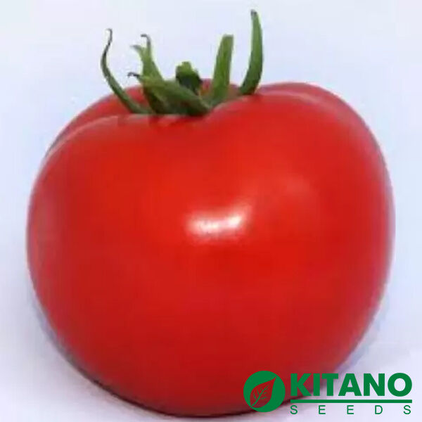 КС 202 F1 / KS 202 F1 - семена томата (помидора), Kitano Seeds