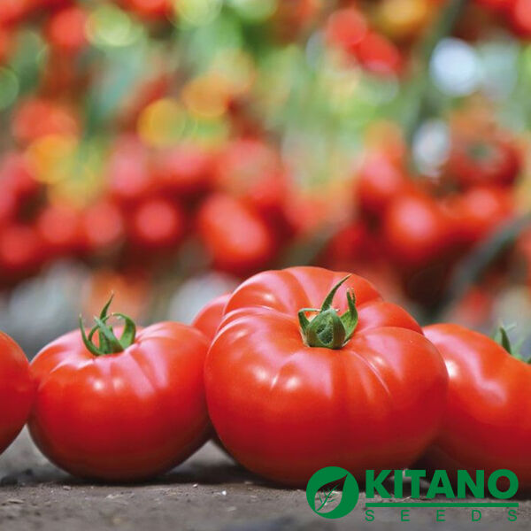 КС 206 F1 / KS 206 F1 - семена томата (помидора), Kitano Seeds