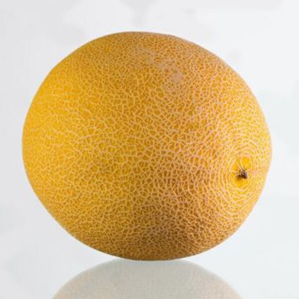 КС 33 F1 / KS 33 F1 - семена дыни, Kitano Seeds