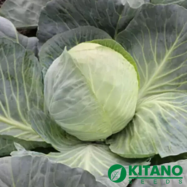 КС 60 F1 / KS 60 F1 - семена белокачанной капусты, Kitano Seeds