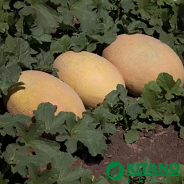 КУБУС (КС 6188) F1 / KUBUS (KS 6188) F1 - насіння дині, Kitano Seeds