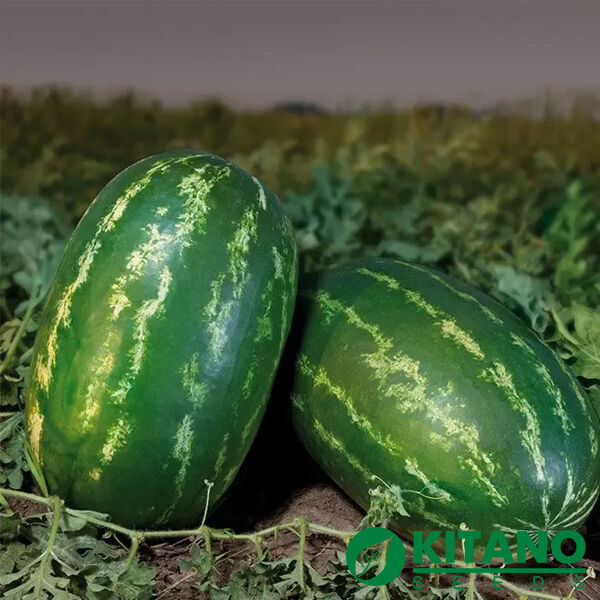 КС 632 F1 / KS 632 F1 - семена арбуза, Kitano Seeds