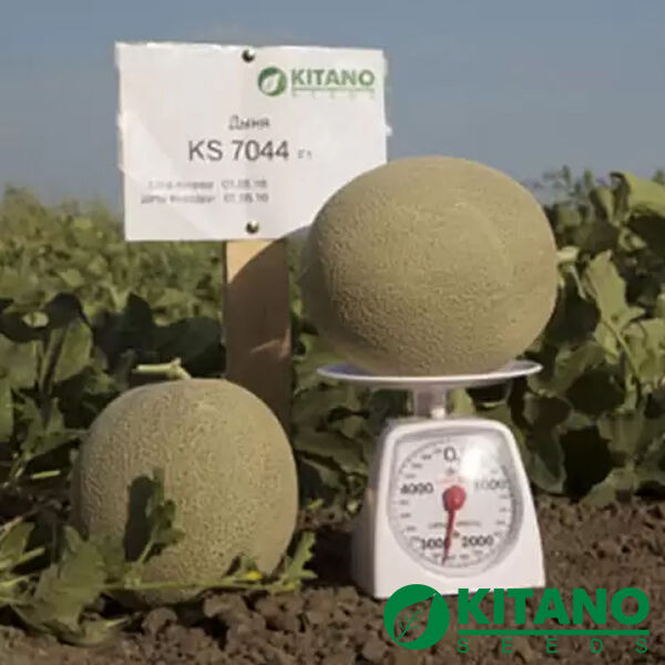 КС 7044 F1 / KS 7044 F1 - семена дыни, Kitano Seeds