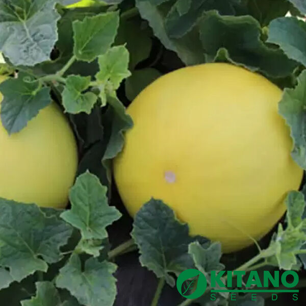 ШИНАРИ (КС 7066) F1 / SHINARI (KS 7066) F1 - семена дыни, Kitano Seeds