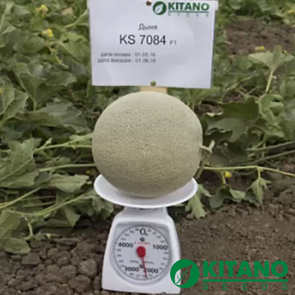 КС 7084 F1 / KS 7084 F1 - насіння дині, Kitano Seeds