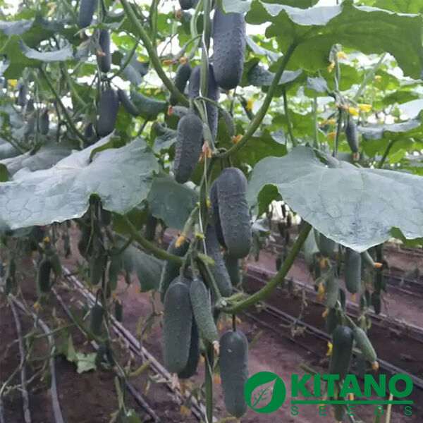 КС 70 F1 / KS 70 F1 - насіння огірка, Kitano Seeds