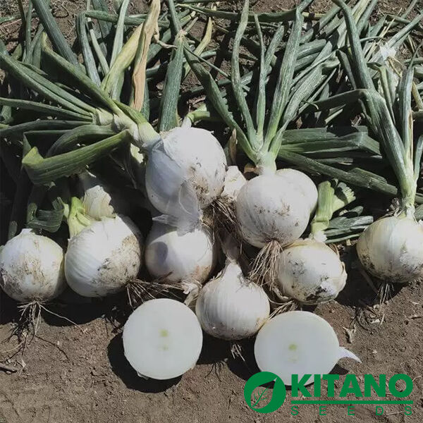 КС 725 F1 / KS 725 F1 - семена лука, Kitano Seeds