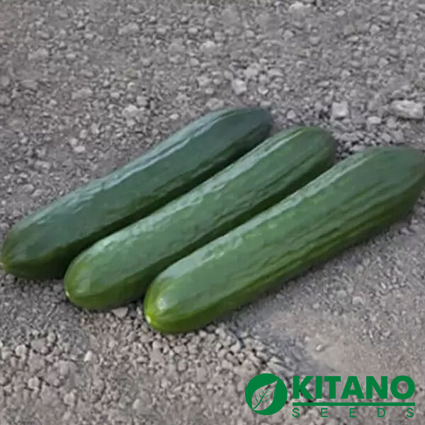 КС 930 F1 / KS 930 F1 - насіння огірка, Kitano Seeds