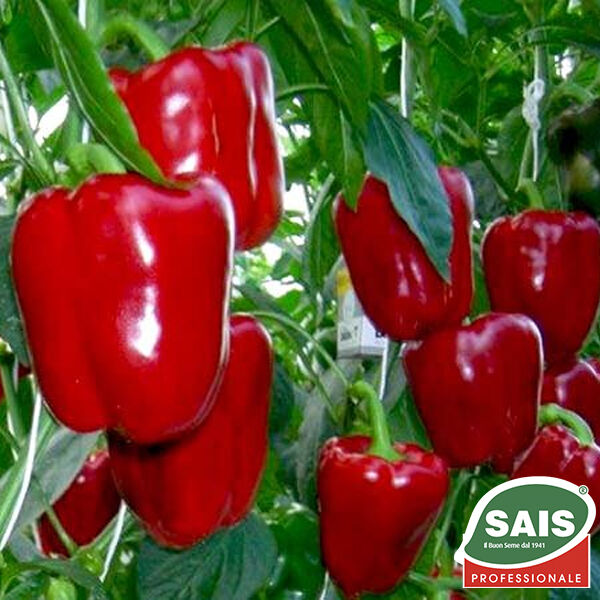 КВАДРАТО АСТИ (красный) / KVADRATO ASTI (red) - семена перца, Sais