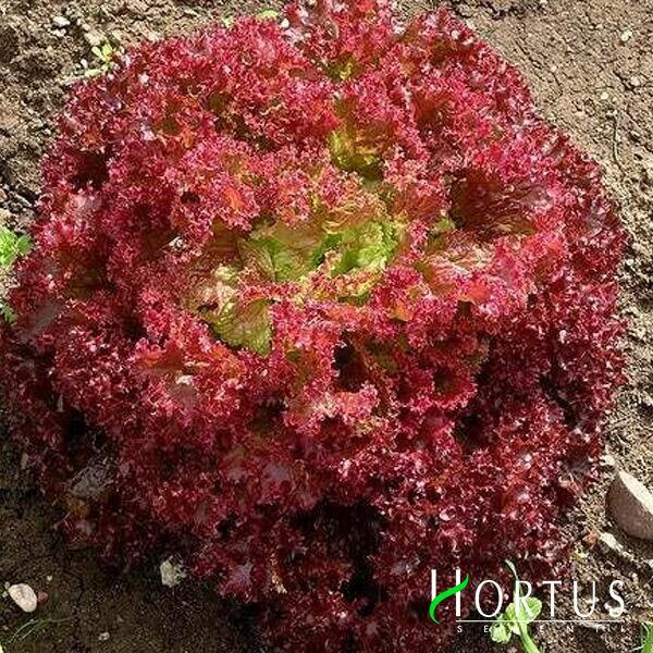 ЛОЛЛО РОССА / LOLLO ROSSA - насіння салату, Hortus
