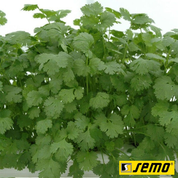 ЛОНГ СТЕНДІНГ / LONG STENDING - насіння кінзи (коріандру), Semo
