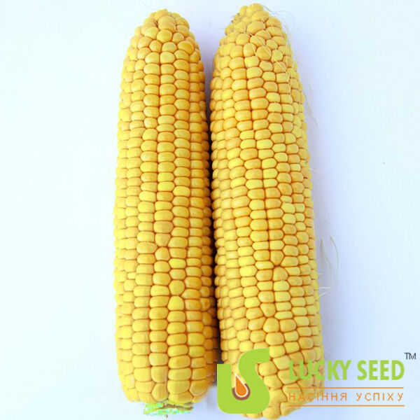 LS 779 - насіння цукрової кукурудзи, Lucky Seed