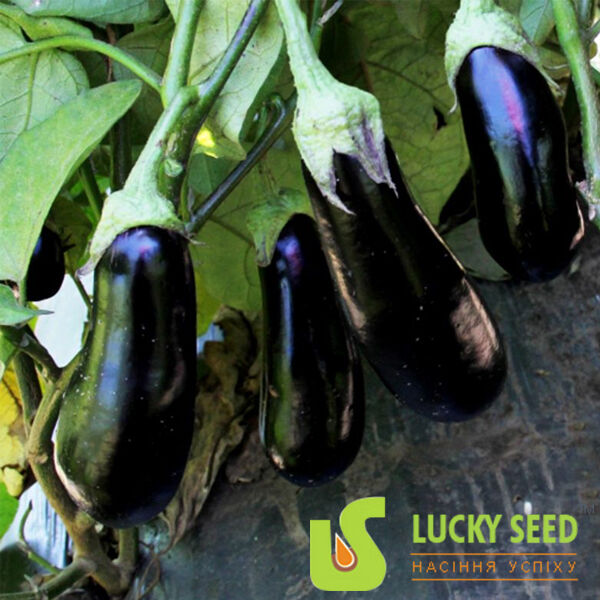 МАРИС (LS 1322) F1 / MARIS F1 - насіння баклажана, Lucky Seed