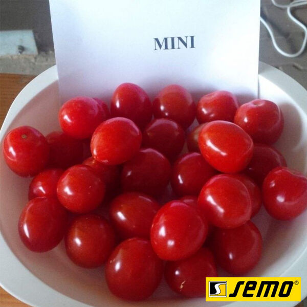 МІНІ F1 / MINI F1 - насіння томата (помідора), Semo