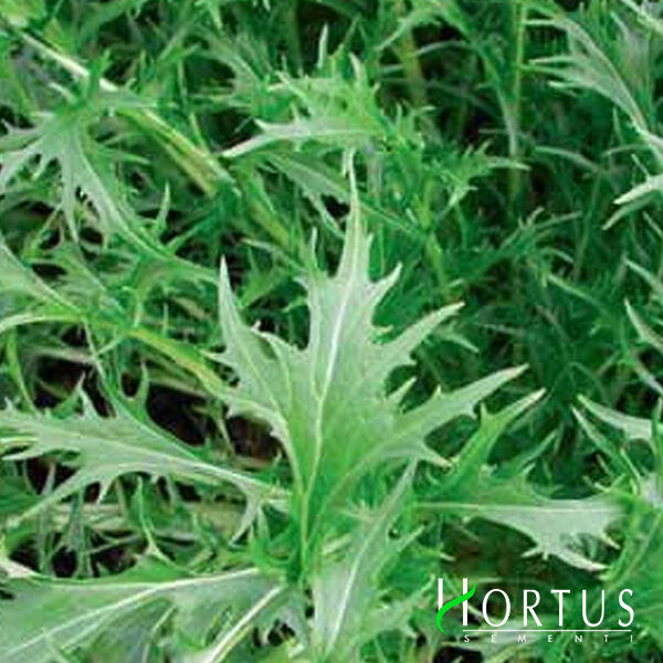 МІЗУНА ЗЕЛЕНА / MIZUNA GREEN - насіння салату, Hortus