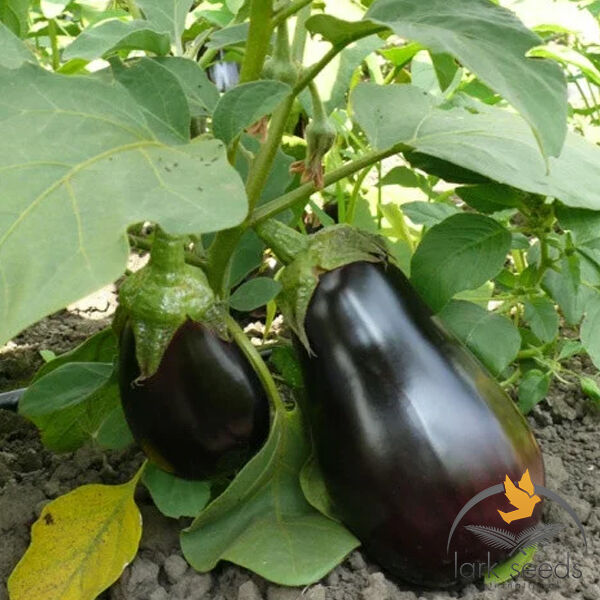 МОДАР F1 / MODAR F1 - насіння баклажана, Spark Seeds