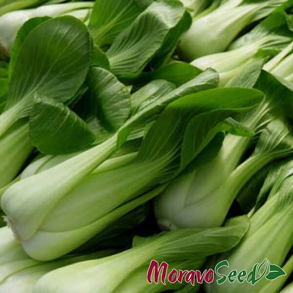 ПАКЕТ / PAKET - семена китайской капусты, Moravoseed