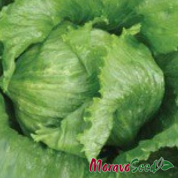 МАУГЛІ / MAUGLI - насіння салату, Moravoseed