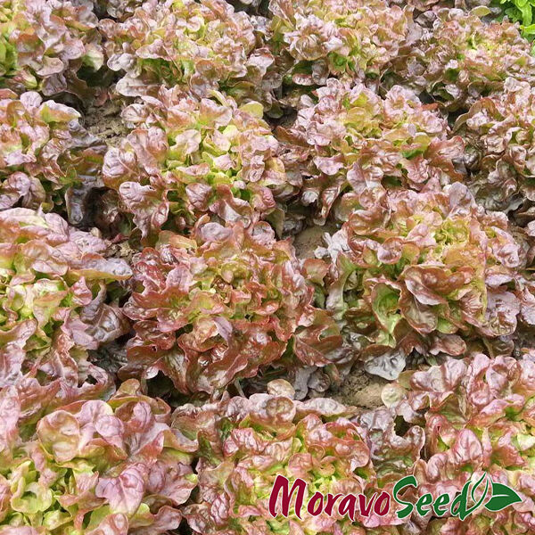 ВЕРАЛА / VERALA - насіння салату, Moravoseed