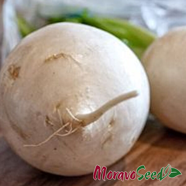 АСТОР / ASTOR - насіння редьки, Moravoseed
