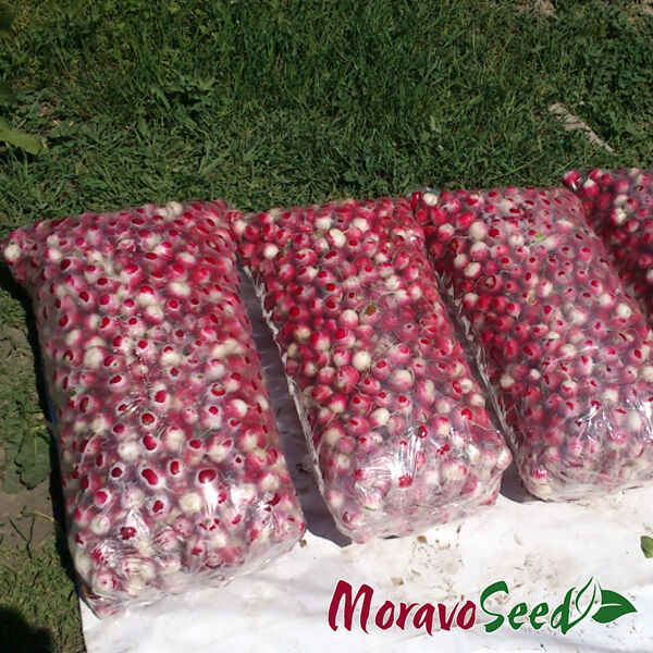 ПОЛОНЕЗА / POLONEZA - насіння редису, Moravoseed