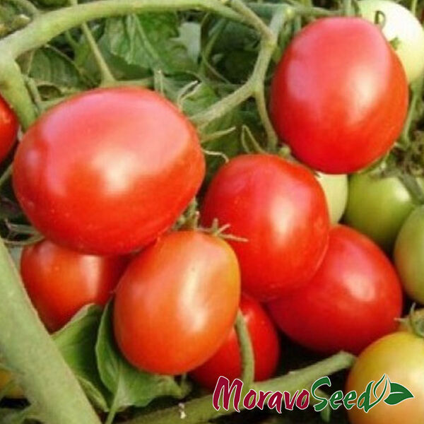 ГАЛЕРА / GALERA - насіння томата (помідора), Moravoseed
