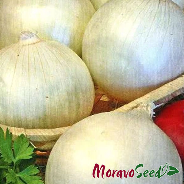 АВАЛОН / AVALON - насіння цибулі, Moravoseed