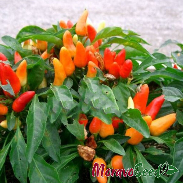 ОРАНЕТА / ORANETA - насіння перцю, Moravoseed