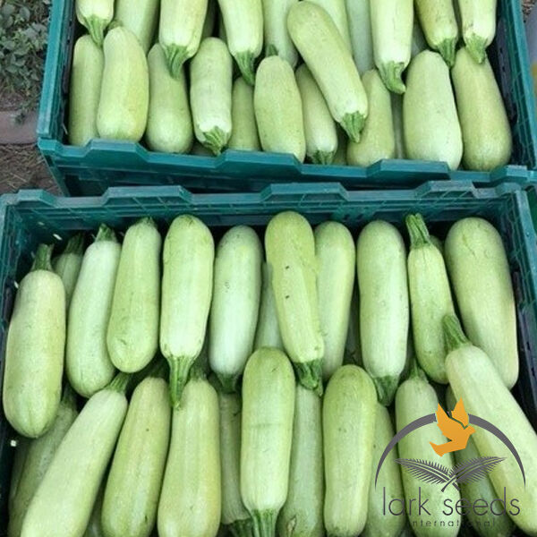 МУФАСА F1 / MUFASA F1 - насіння кабачка, Lark Seeds