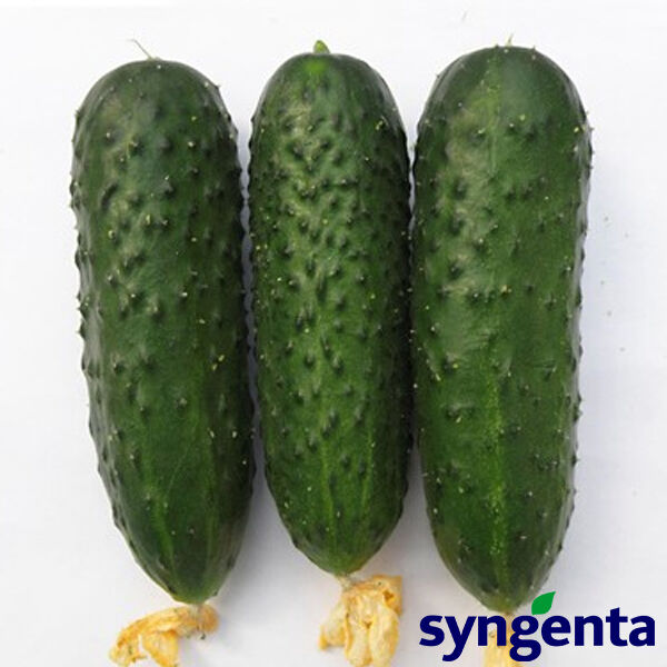 БАЛКАН / BALKAN - насіння огірка, Syngenta