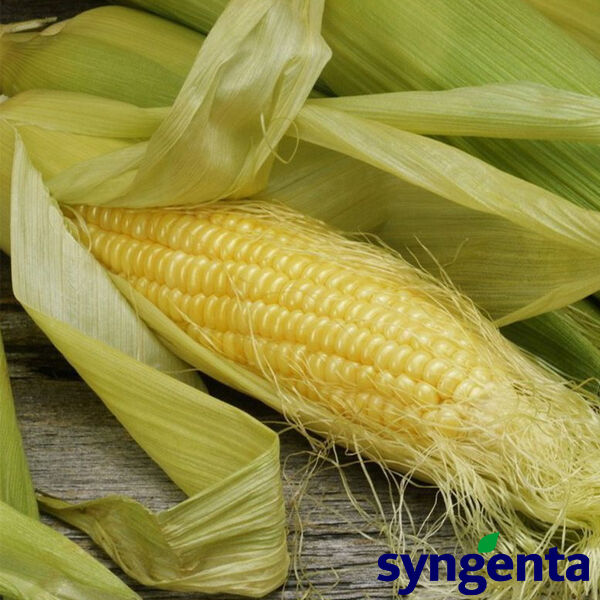 ЕЛЕМЕНТ / ELEMENT - насіння цукрової кукурудзи, Syngenta