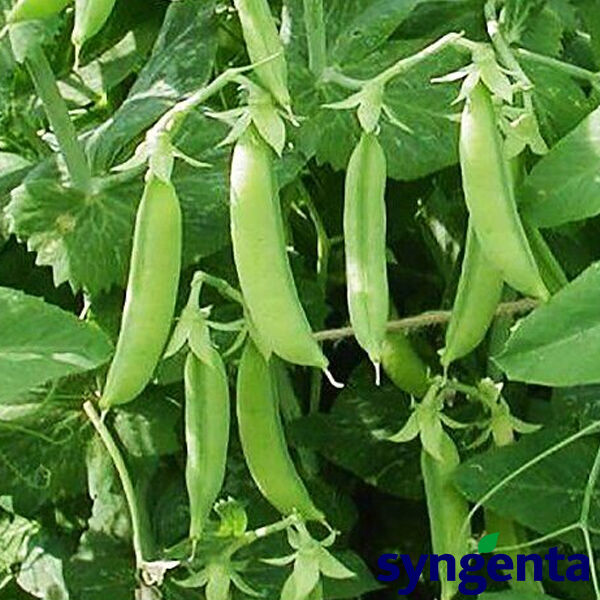 АМАЛФІ / AMALFI - насіння гороху, Syngenta
