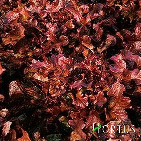 ДУБОВИЙ ЛИСТОВИЙ ЧЕРВОНИЙ / OAK LEAF RED - насіння салату, Hortus
