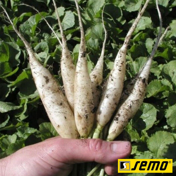 РАМПОУЧ / RAMPOUCH - насіння редису, Semo