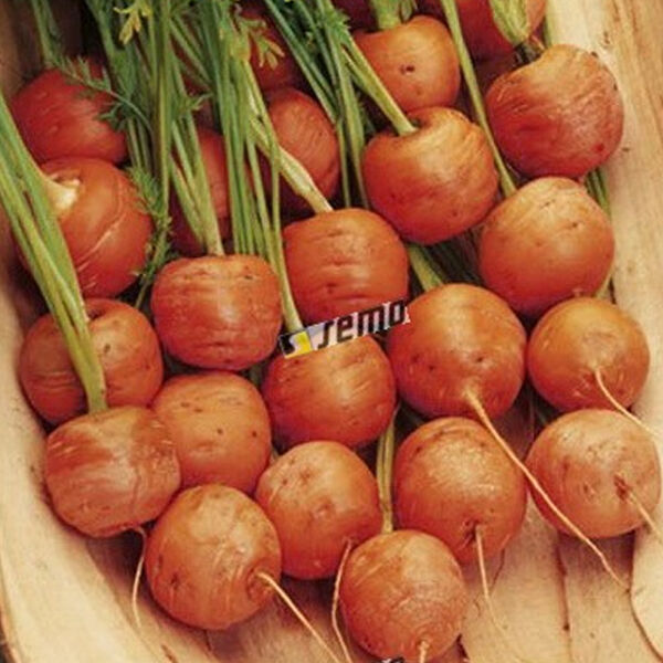 РОНДО / RONDO - семена моркови, Semo