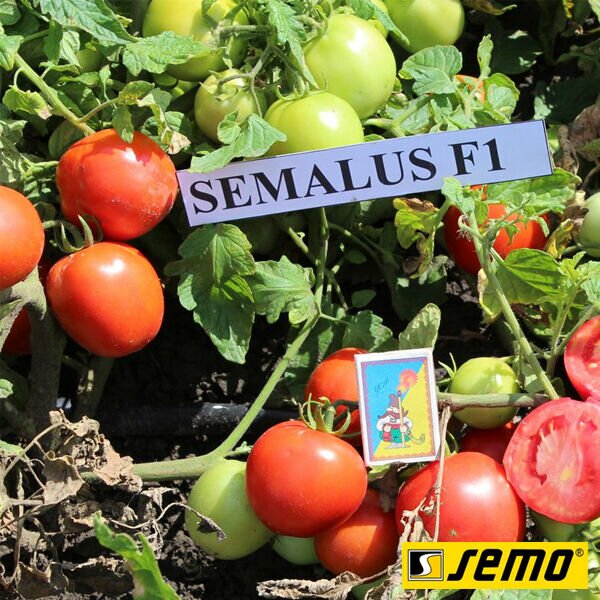 СЕМАЛУС F1 / SEMALUS F1 - насіння томата (помідора), Semo