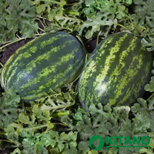 ШЕЙНИ (КС 163) F1 / SHEINI (KS 163) F1 - семена арбуза, Kitano Seeds