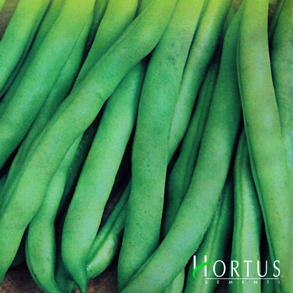 СКУБА / SKUBA - насіння квасолі, Hortus