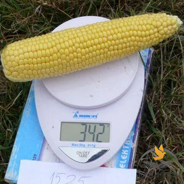 СТРАЙК (1525) F1 / STRIKE F1 - семена сахарной кукурузы, Spark Seeds