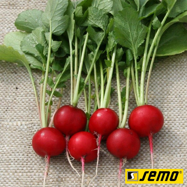 ТЕКО / TEKO - насіння редису, Semo