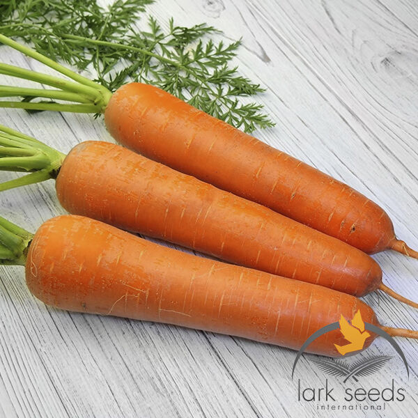 ТИТАН F1 / TITAN F1 - семена моркови, Spark Seeds