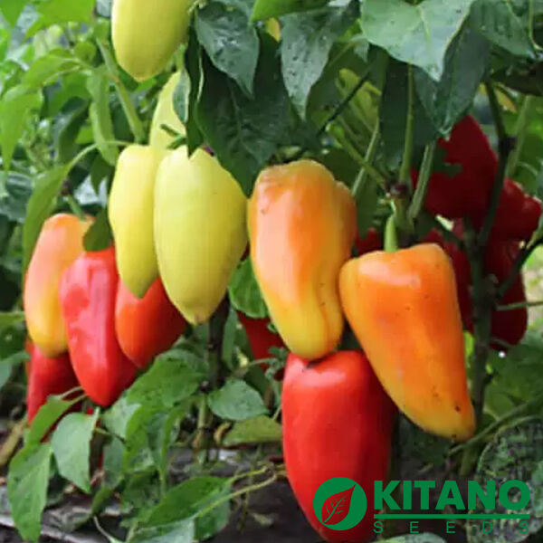 ЯНІКА F1 / YANIKA F1 - насіння перцю, Kitano Seeds