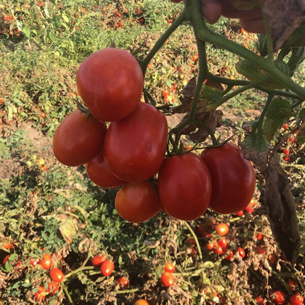 2123 F1 - семена томата (помидора), Spark Seeds