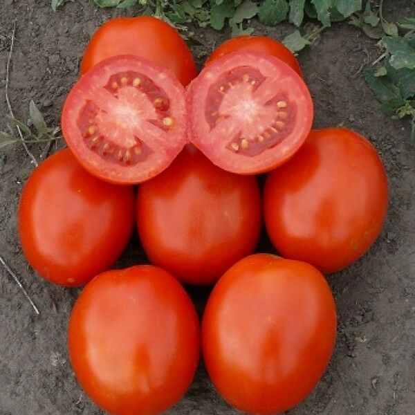 1807 F1 - насіння томата (помідора), Spark Seeds