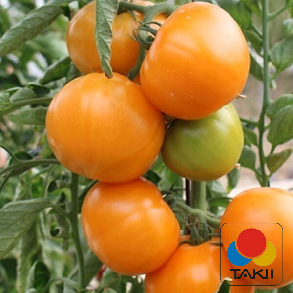 ТАЙО (ТИ-169, МАМАТАРО ГОЛД) F1 / TAIYO (TI-169, MAMATARO GOLD) F1 - семена томата (помидора), Takii Seeds