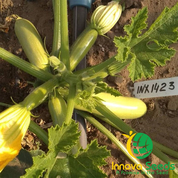 РИШАР (ИНХ 1423) F1 / INX 1423 F1 - семена кабачка, INNOVA SEEDS