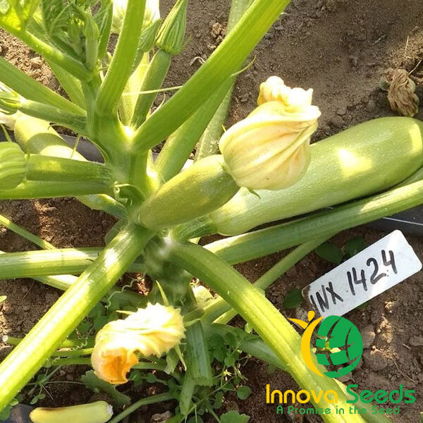 РЕГГІ (ІНХ 1424) F1 / INX 1424 F1 - насіння кабачка, INNOVA SEEDS
