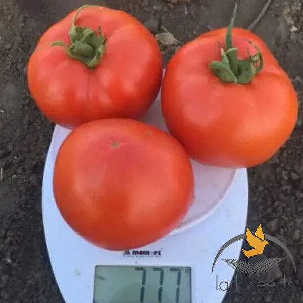 1503 F1 - насіння томата (помідора), Spark Seeds